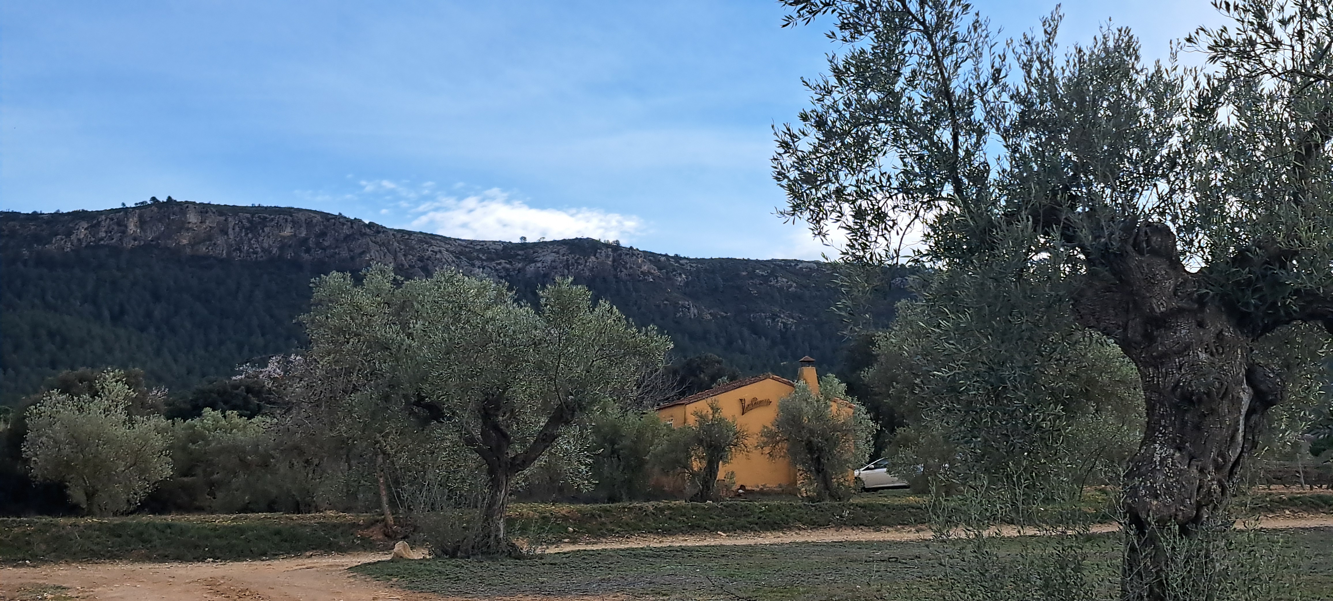 Paisaje de La Safreta — olivos y caseta entre viñedos en Fontanars dels Alforins